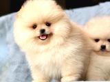 Bi̇ri̇nci̇ Sinif Pomerani̇an Boo Bebekleri̇mi̇z