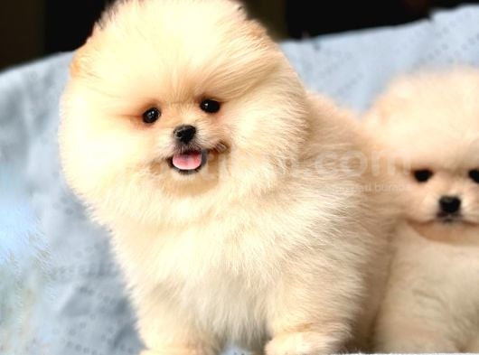 Bi̇ri̇nci̇ Sinif Pomerani̇an Boo Bebekleri̇mi̇z görsel