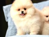 Bi̇ri̇nci̇ Sinif Pomerani̇an Boo Bebekleri̇mi̇z