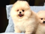 Bi̇ri̇nci̇ Sinif Pomerani̇an Boo Bebekleri̇mi̇z