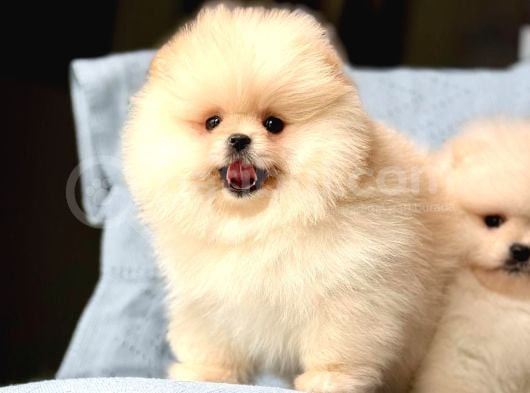 Bi̇ri̇nci̇ Sinif Pomerani̇an Boo Bebekleri̇mi̇z görsel
