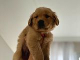 Orijinal Fotoğraflarıyla Alman Kızıl Golden Yavrular