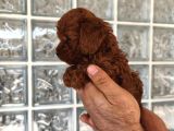 Irk Ve Sağlık Garantili Minyatür Toy Poodle Yavrular