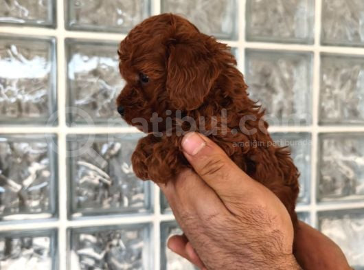 Irk Ve Sağlık Garantili Minyatür Toy Poodle Yavrular görsel