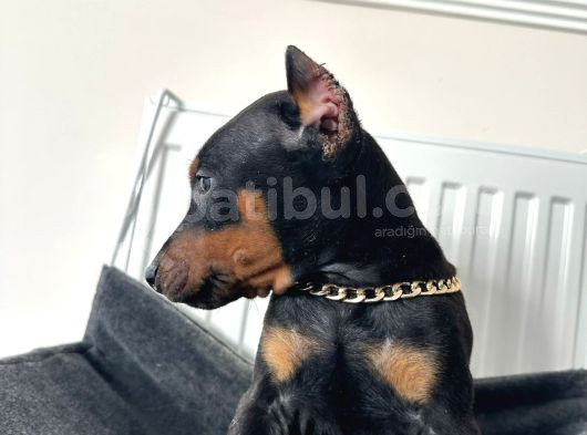 Mağazamızdan Doberman King Safkan Yavrular