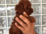 Irk Ve Sağlık Garantili Minyatür Toy Poodle Yavrular