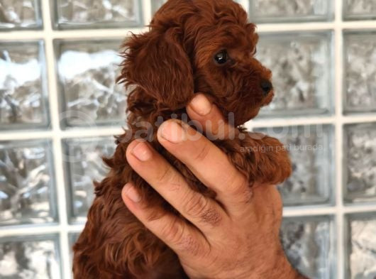 Irk Ve Sağlık Garantili Minyatür Toy Poodle Yavrular görsel