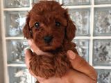 Irk Ve Sağlık Garantili Minyatür Toy Poodle Yavrular