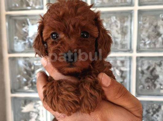 Irk Ve Sağlık Garantili Minyatür Toy Poodle Yavrular görsel