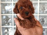 Irk Ve Sağlık Garantili Minyatür Toy Poodle Yavrular