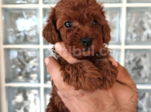 Irk Ve Sağlık Garantili Minyatür Toy Poodle Yavrular görsel