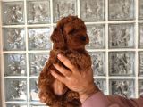 Irk Ve Sağlık Garantili Minyatür Toy Poodle Yavrular