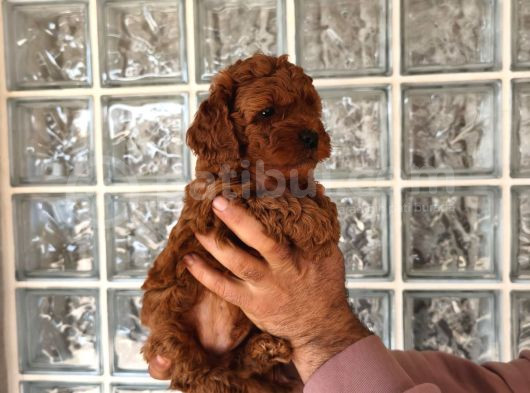 Irk Ve Sağlık Garantili Minyatür Toy Poodle Yavrular görsel