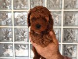 Irk Ve Sağlık Garantili Minyatür Toy Poodle Yavrular