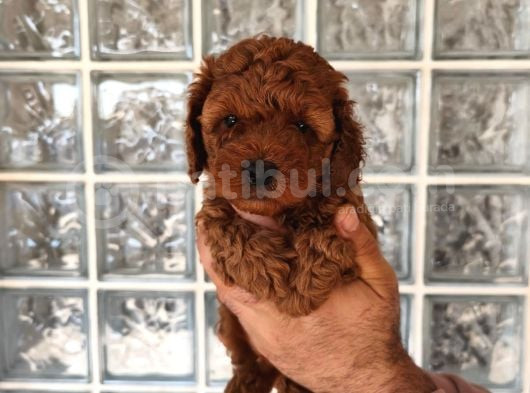 Irk Ve Sağlık Garantili Minyatür Toy Poodle Yavrular görsel