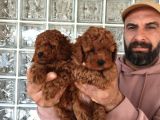 Irk Ve Sağlık Garantili Minyatür Toy Poodle Yavrular