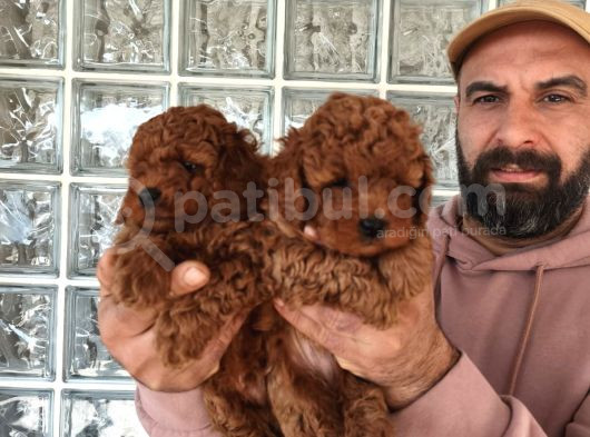 Irk Ve Sağlık Garantili Minyatür Toy Poodle Yavrular görsel