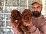 Irk ve sağlık garantili minyatür Toy poodle yavrular