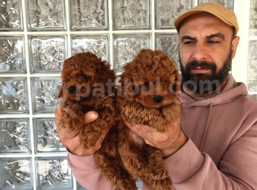 Irk Ve Sağlık Garantili Minyatür Toy Poodle Yavrular