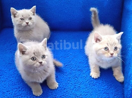 Bu Kali̇tede Li̇lak Çok Nadi̇r Geli̇r Kalir Mayin Deri̇m görsel