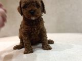 Red Brown Aşili Garanti̇li̇ Poodle Bebekler