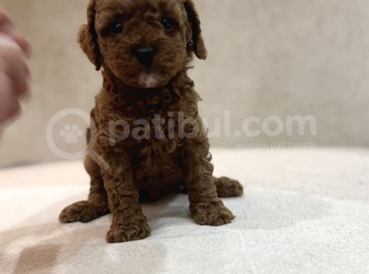 Red Brown Aşili Garanti̇li̇ Poodle Bebekler görsel