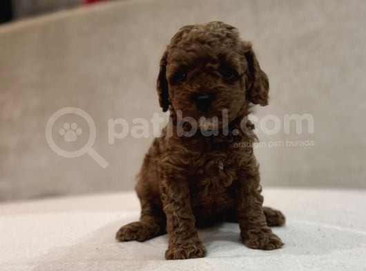 Red Brown Aşili Garanti̇li̇ Poodle Bebekler görsel