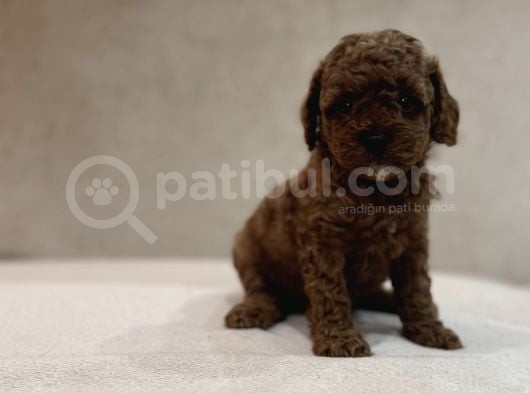 Red Brown Aşili Garanti̇li̇ Poodle Bebekler