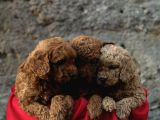 A Kali̇te Toy Poodle Yavrular