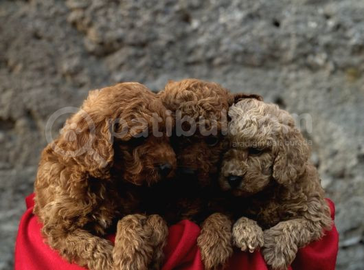 A Kali̇te Toy Poodle Yavrular görsel