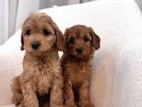Maltipoo Bebeğim