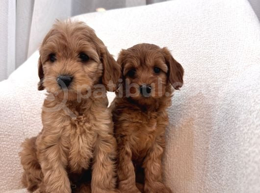 Maltipoo Bebeğim görsel