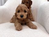 Maltipoo bebeğim