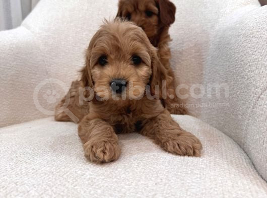 Maltipoo Bebeğim