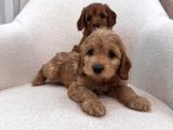Maltipoo Bebeğim