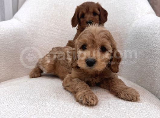 Maltipoo Bebeğim görsel