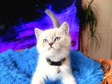 British Shorthair Silver Point Yavru