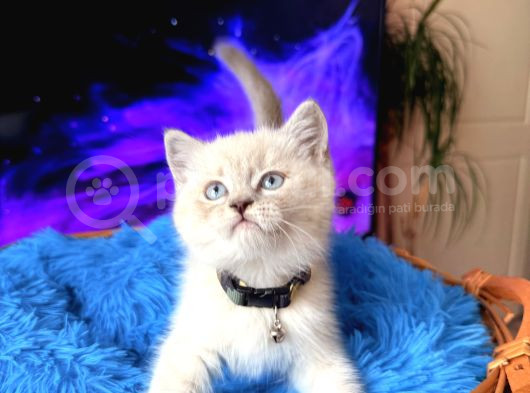 British Shorthair Silver Point Yavru görsel