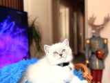 British Shorthair Silver Point Yavru