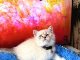 British Shorthair Silver Point Yavru
