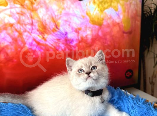 British Shorthair Silver Point Yavru görsel
