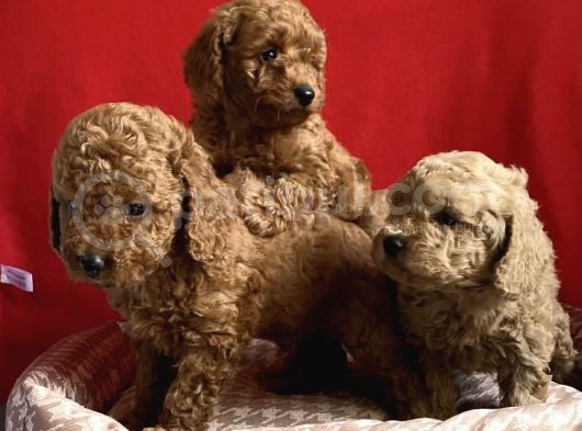 A Kali̇te Toy Poodle Yavrular görsel
