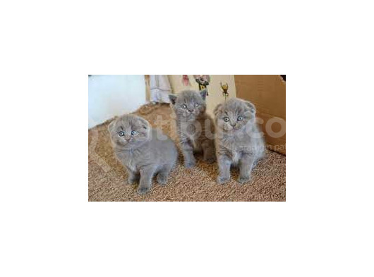 Saf Irk  Scotti̇sh Fold Yavrulari Vonalp Pet Garantisiyle