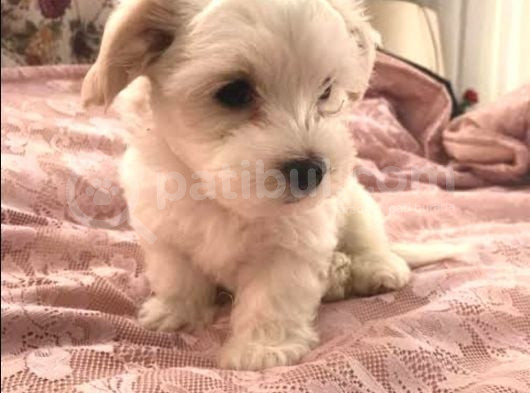 Mini Boy Maltese Terrier görsel