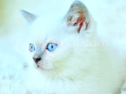 Harika Mavi Göz Blue Point British Shorthair görsel