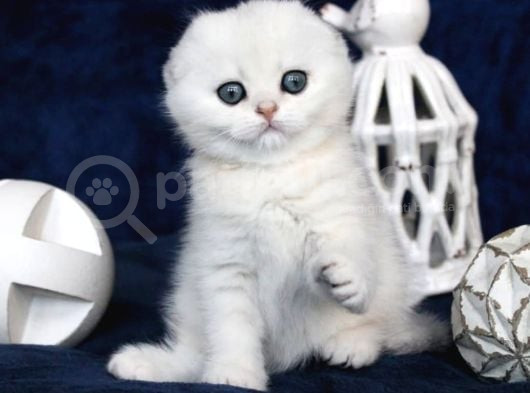 Mavi Boncuğumuz Ns1133 Scottish Fold Shorthair görsel