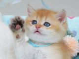 Türünün En Güzeli NY12 Golden British Shorthair