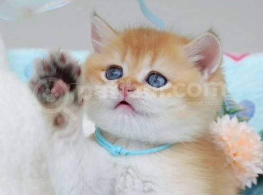 Türünün En Güzeli Ny12 Golden British Shorthair