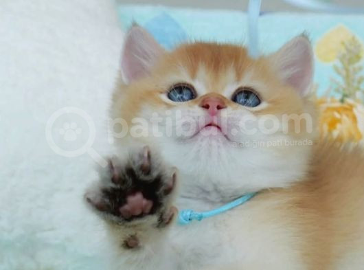 Türünün En Güzeli Ny12 Golden British Shorthair görsel