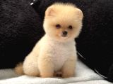 Erkek pomerian boo yavrumuz